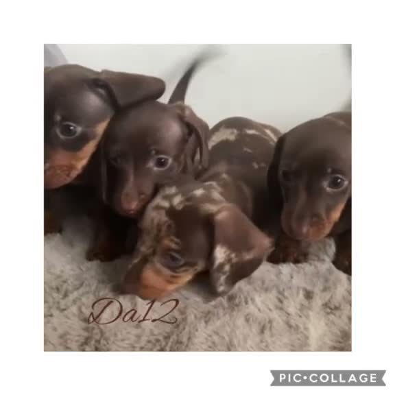 Miniature Dachshund dogs for sale: 4 True miniature dachshund boys  - Video 1