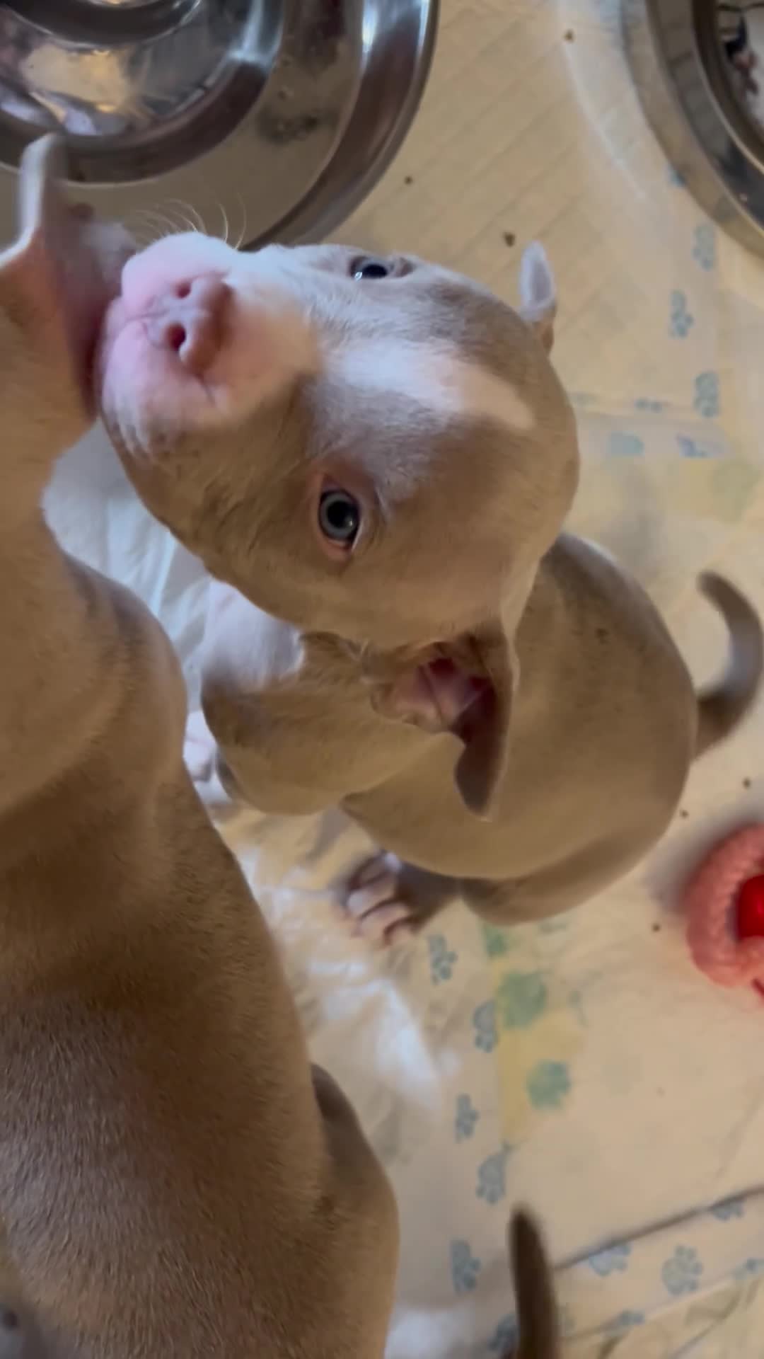 American Bulldog dogs for sale: Pocket bully girl  - Video 1