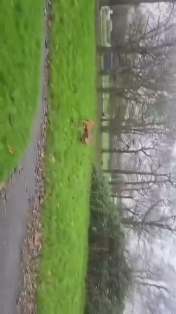 Mixed Breed dogs for sale: 5 months old Rhodesian ridgeback puppies  - Video 3