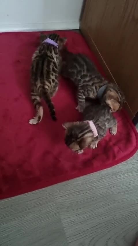 Bengal cats for sale: Bengal Kitten in Weston-super-Mare - Video 1