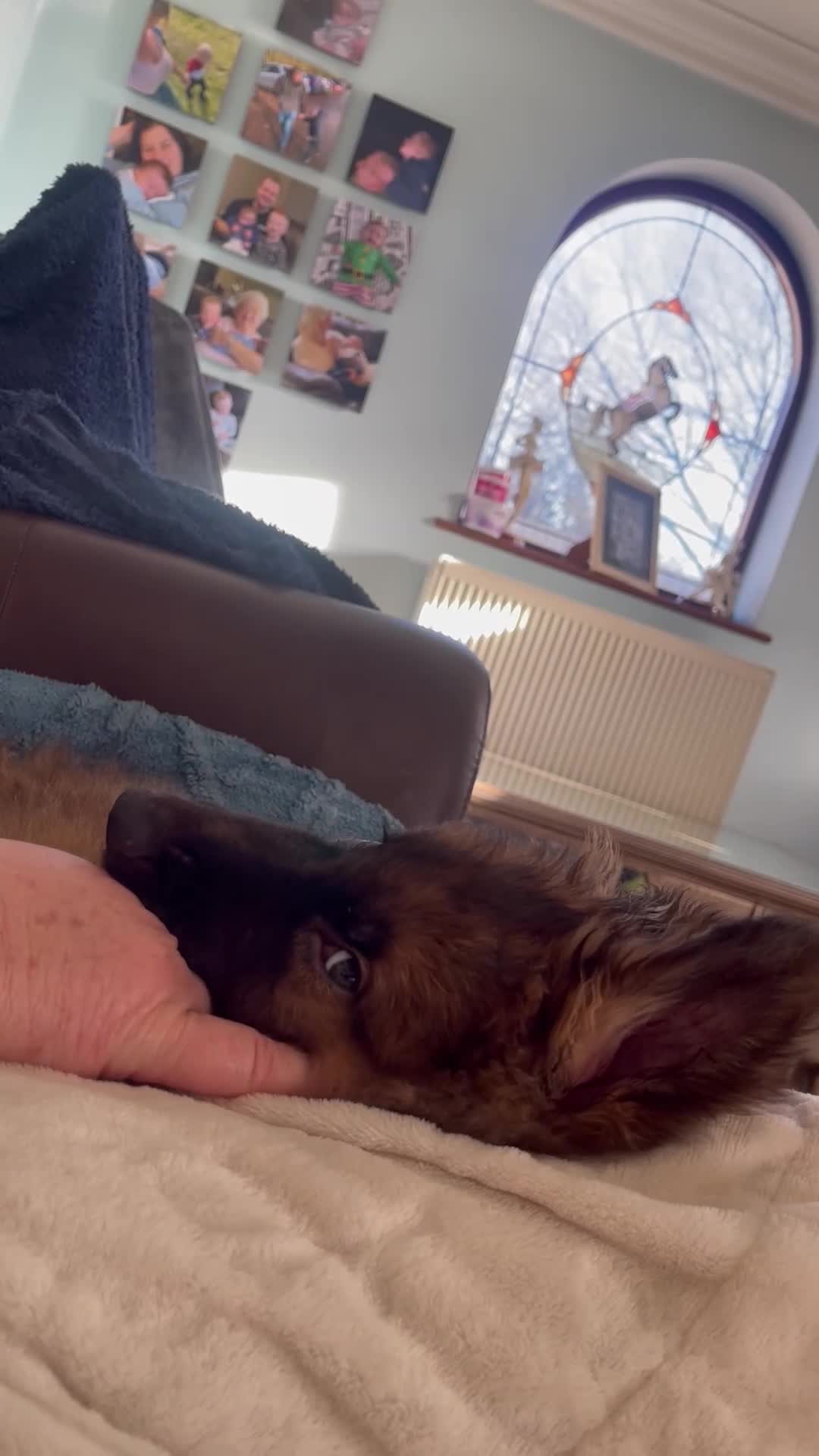 German Shepherd dogs for sale: German Shepherd MALE - Huge  - Video 5