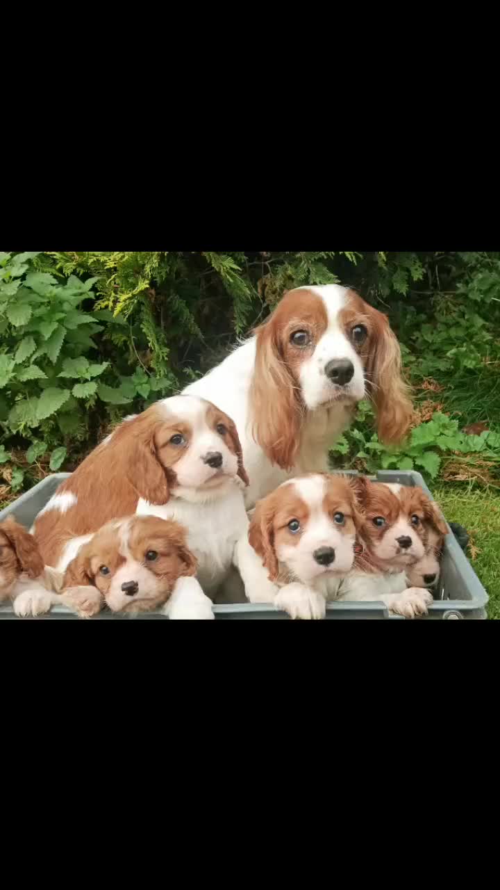Cavalier King Charles Spaniel dogs for sale: Gorgeous litter of Cavalier King Charles Spaniels - Video 1