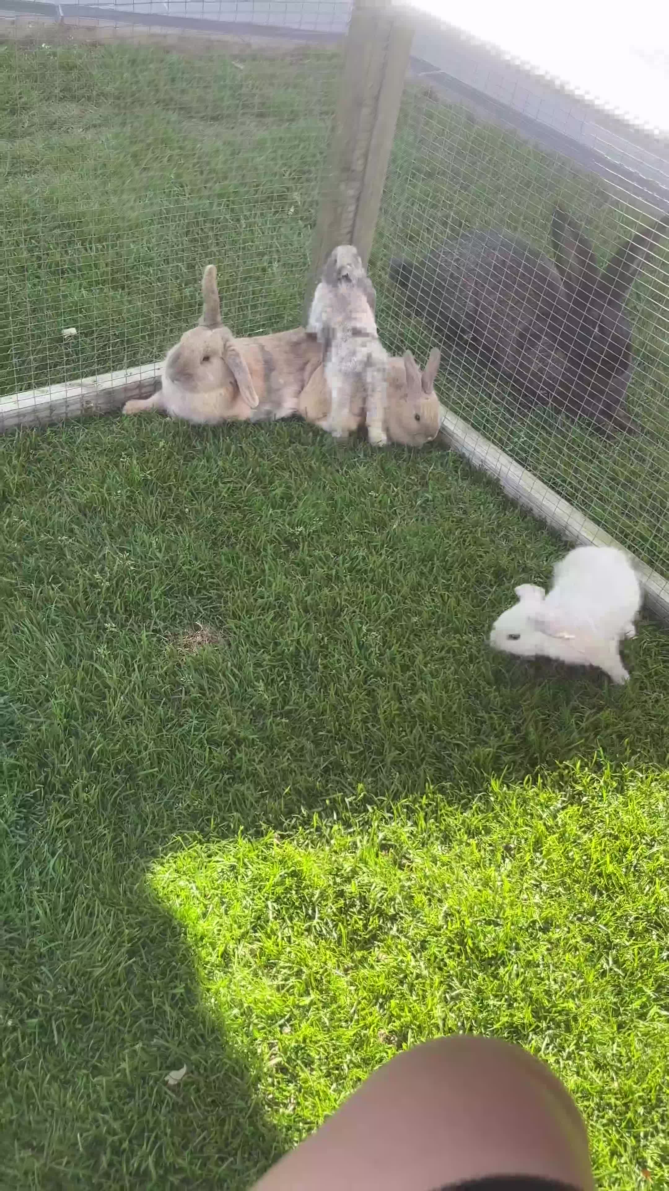 Dwarf Lop rabbits for sale: Baby draw rabbit for sale - Video 1