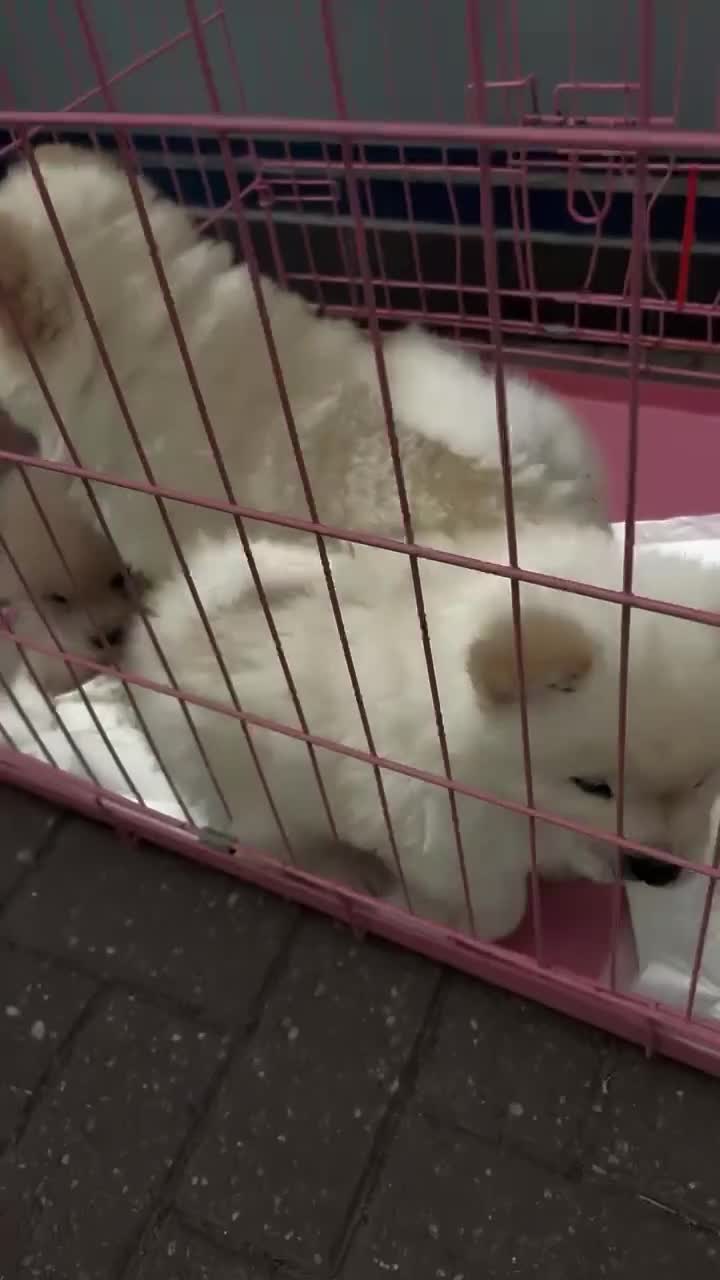 Chow Chow dogs for sale: Chow Chow pupy liverpool - Video 1