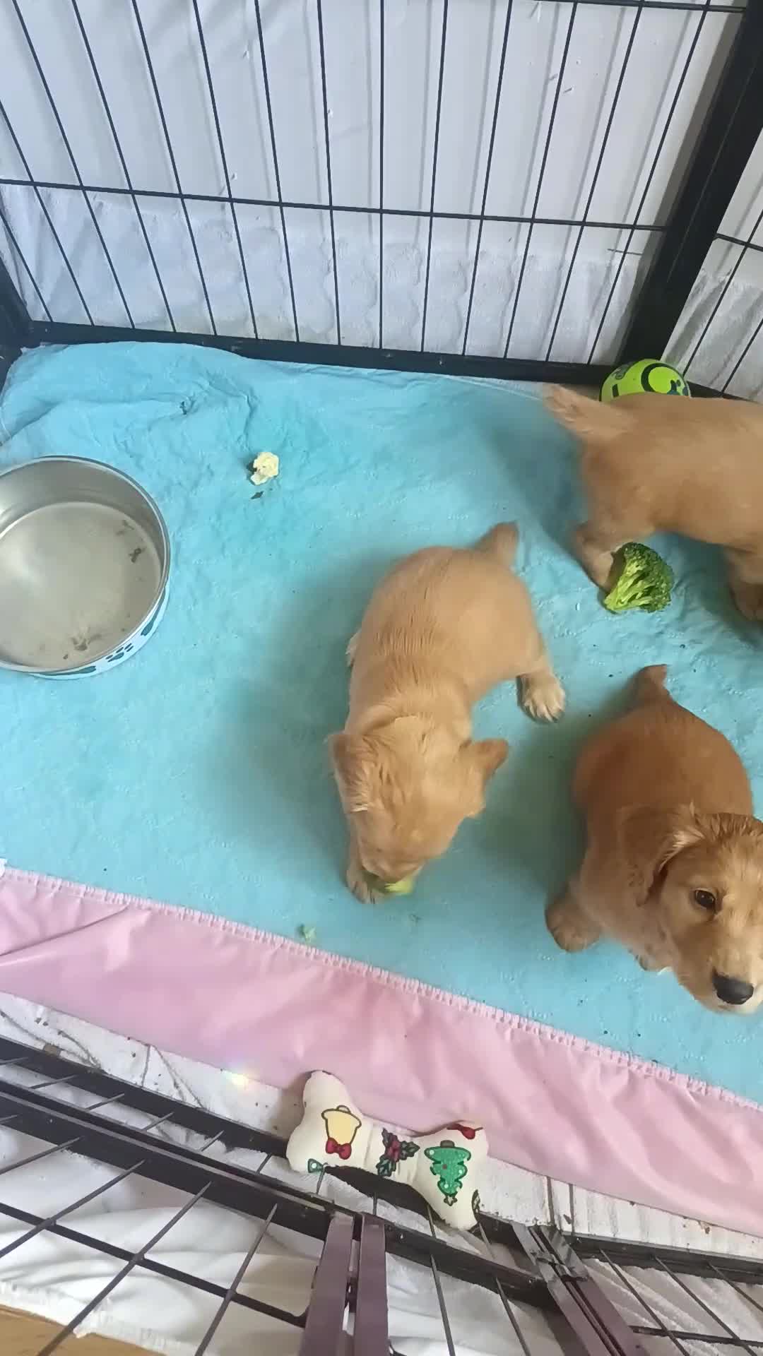 Cocker Spaniel dogs for stud: KC REGISTERED WORKING COCKER SPANIEL FOR STUD - Video 2