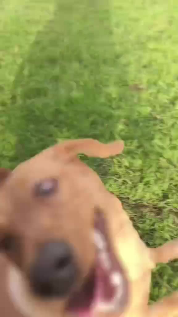 Labrador Retriever dogs for sale: Stunning Fox Red Labrador – 14 Months Old in Leigh - Video 4