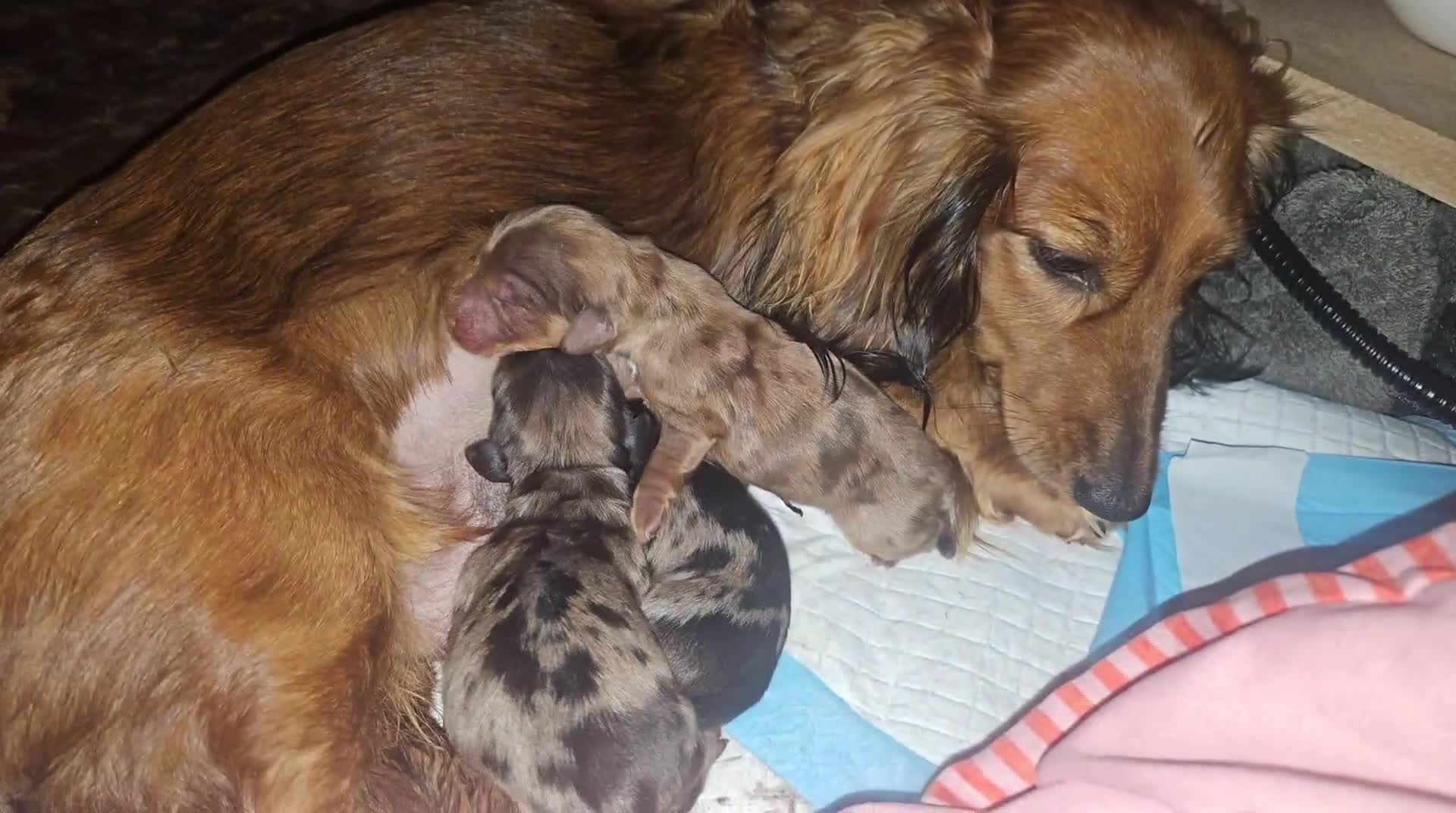 Miniature Dachshund dogs for sale: Long haired miniature dauchands - Video 1