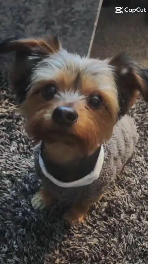 Yorkshire Terrier dogs for sale: 🐶❤️ Beautiful Yorkshire Terrier Puppies  - Video 1