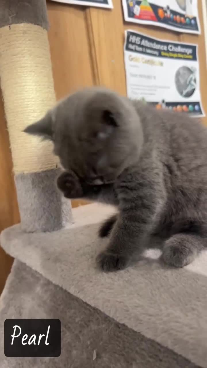 British Shorthair cats for sale: Pedigree Blue British Shorthair 💙💙💙💗💗💗💗 - Video 3