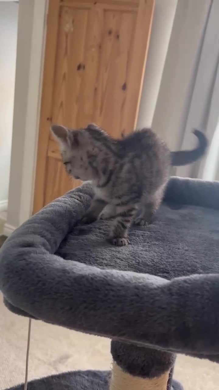 British Shorthair cats for sale: BSH silver tabby kittens - Video 2