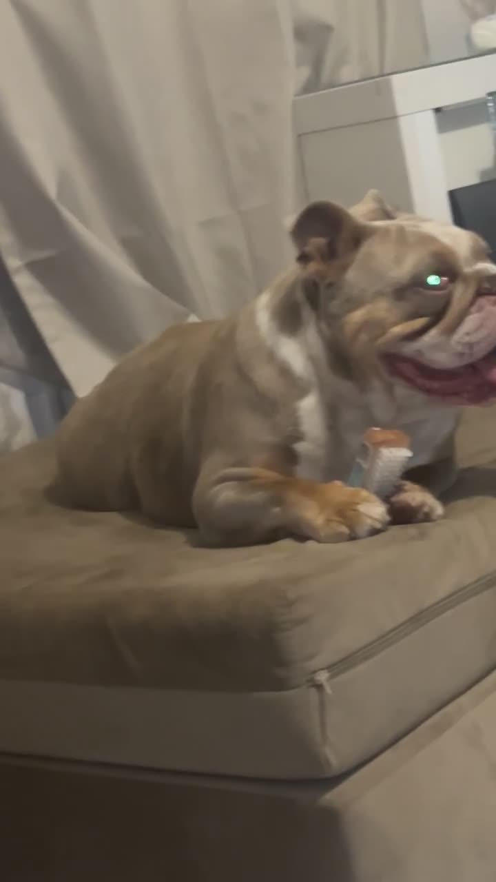 English Bulldog dogs for sale: My English’s bulldog  - Video 5