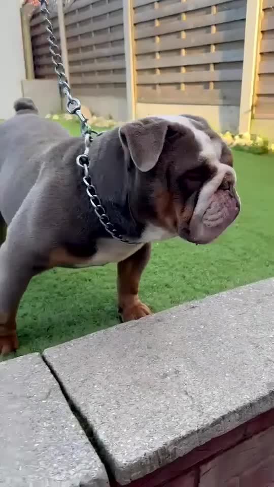 English Bulldog dogs for sale: 5 ⭐️ English Bulldogs  - Video 1