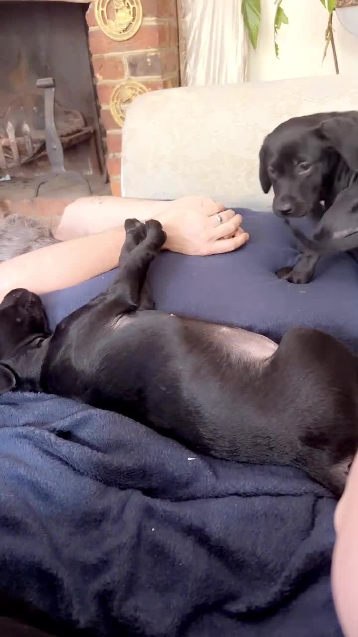 Mixed Breed dogs for sale: (Female) Labrador x Rottweiler READY TO GO in Oxted - Video 1