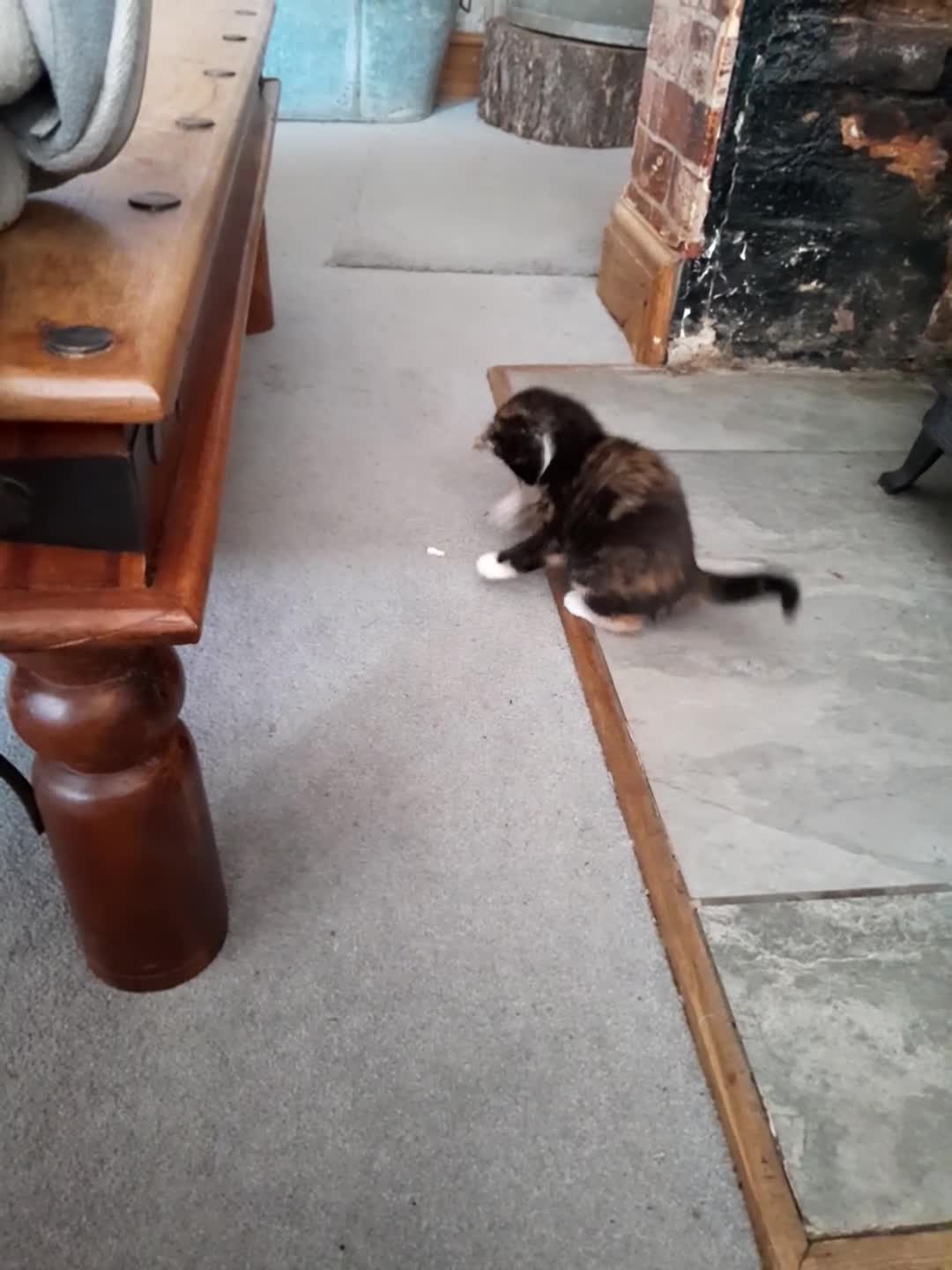 Mixed Breed cats for sale: Kittens - Video 1