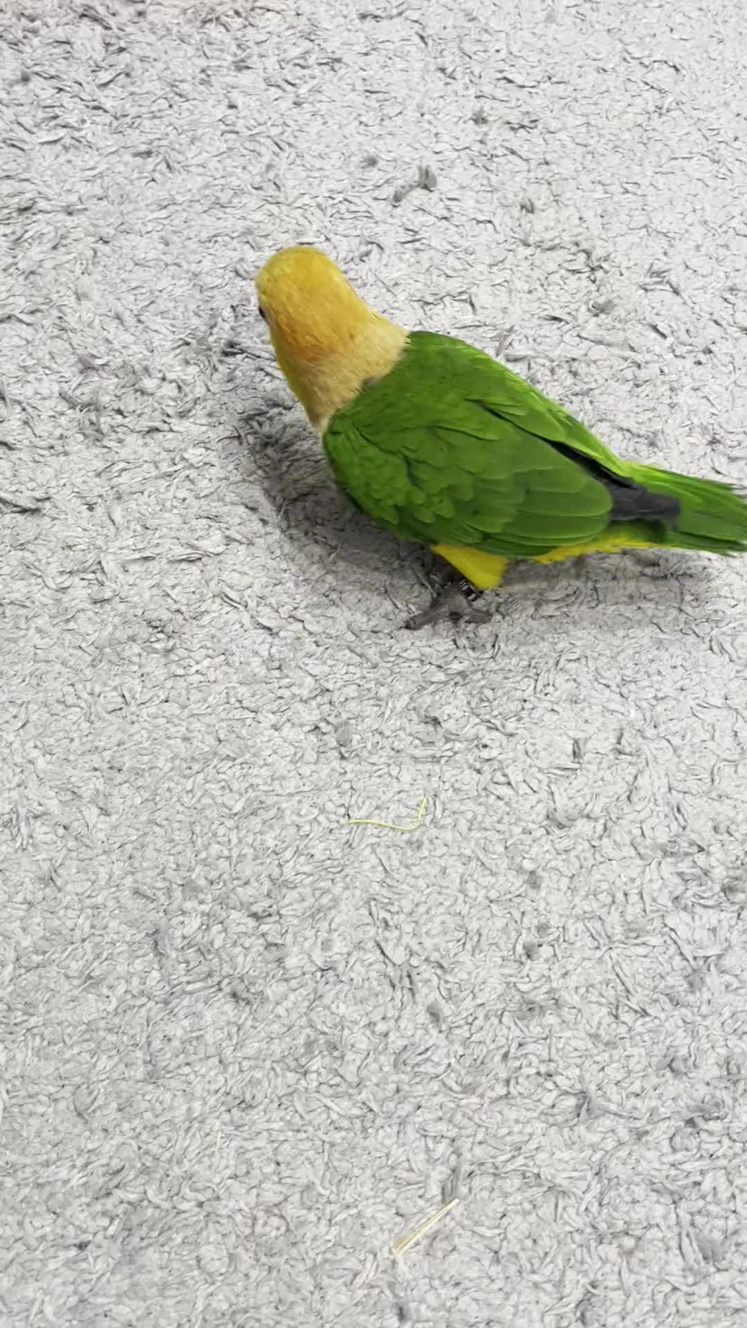 Parrots birds for sale: Tame Hand Reared Parrot Caique with huge Cage - Video 2