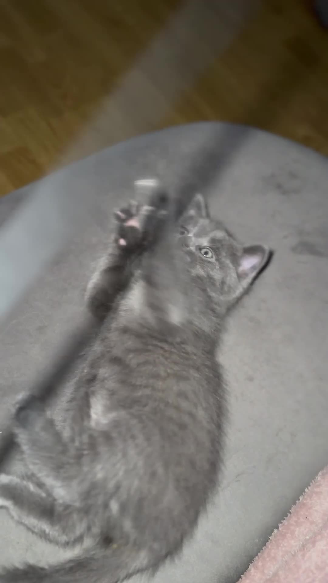 Ragdoll cats for sale: Ragdoll cross British blue kittens  - Video 4