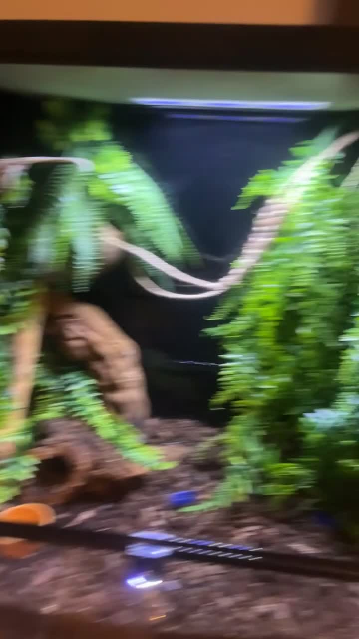 Gecko reptiles for sale: Breeding Pair Crested Geckos  - Video 2