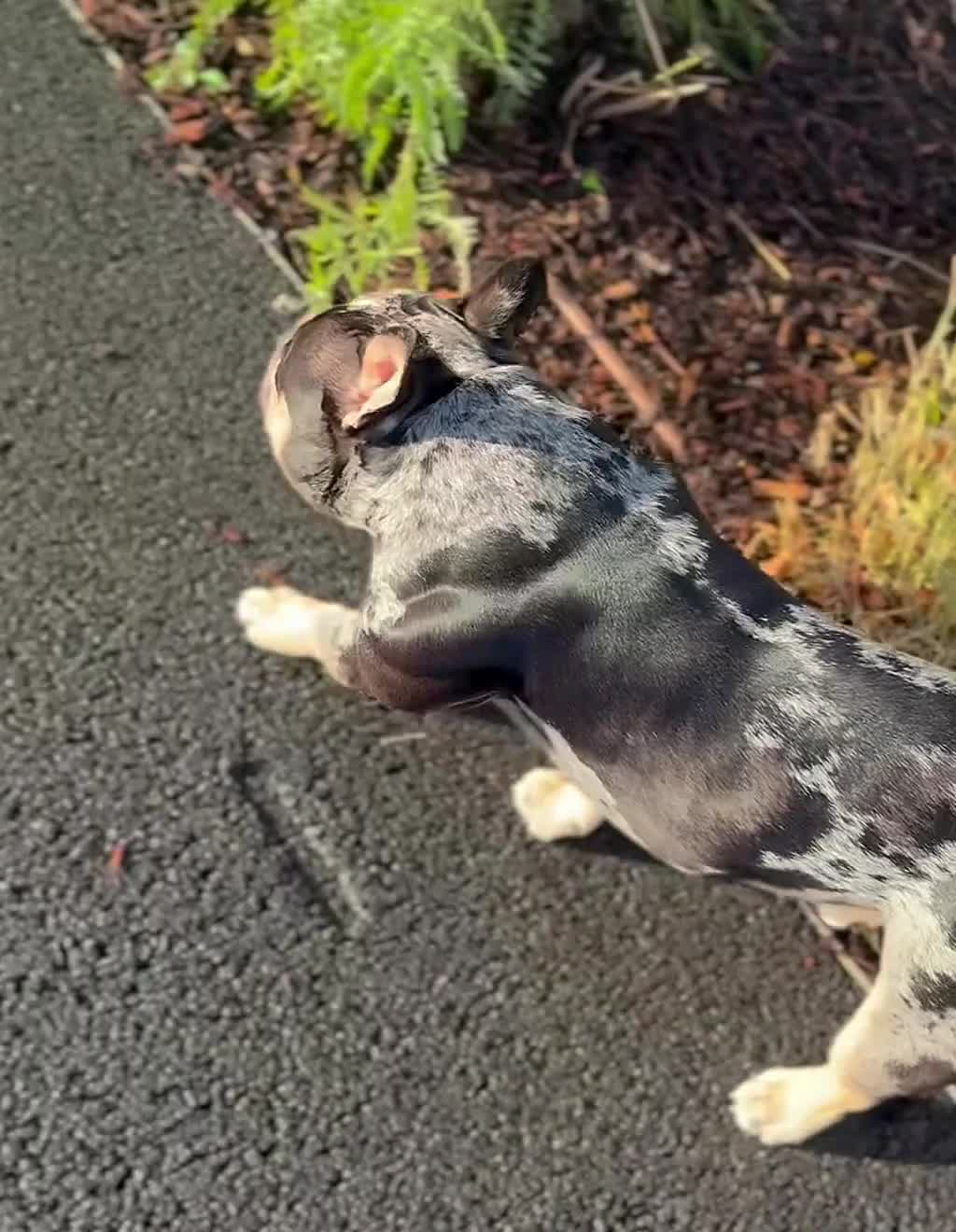 American Bully dogs for stud: Working stud in London - Video 1