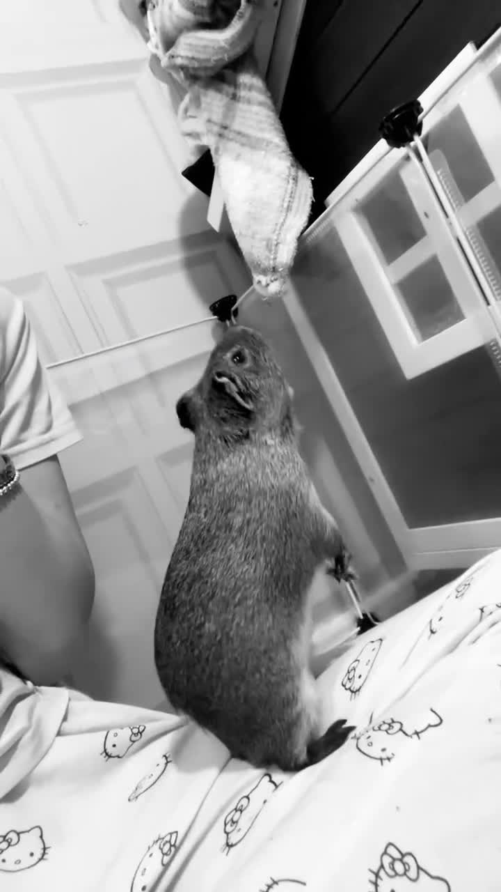 Guinea Pig rodents for sale: 2 boy guinea pigs (son and dad) - Video 3