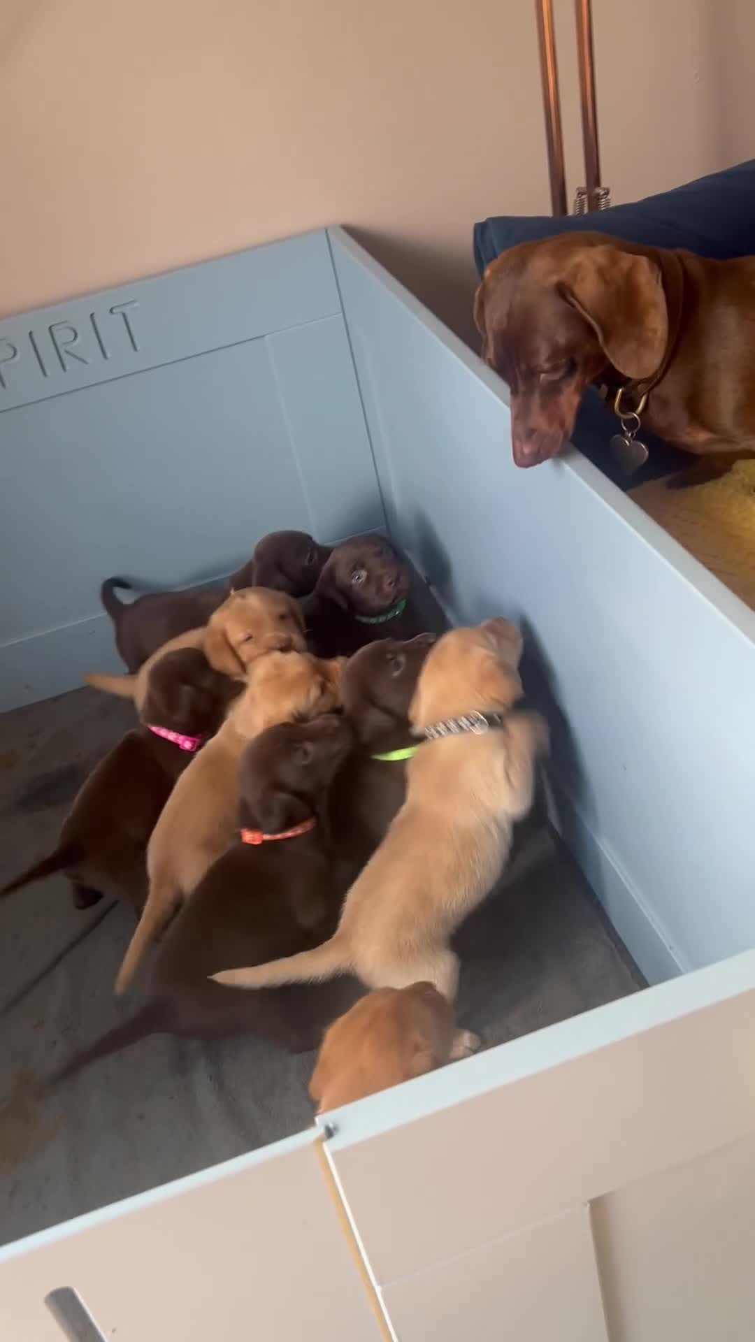 Labrador Retriever dogs for sale: KC Registered Labrador Puppies - Video 2