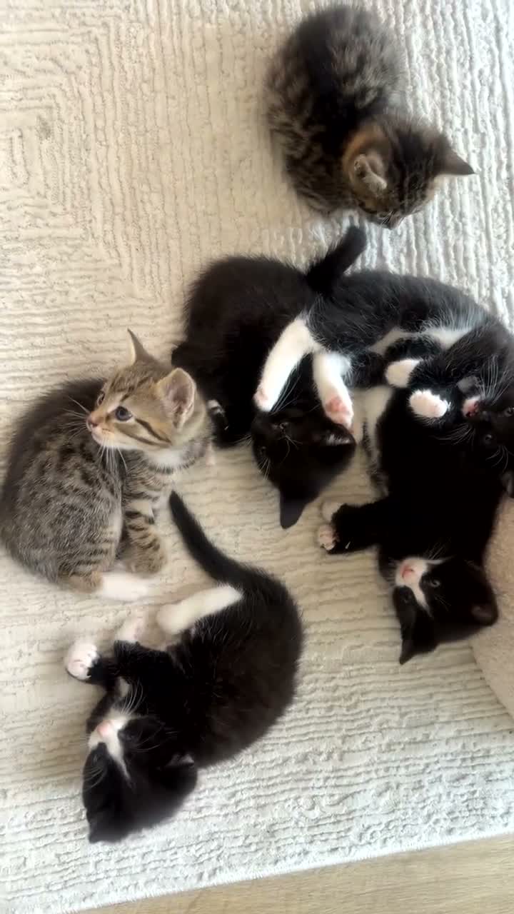 Mixed Breed cats for sale: Beautiful Black & White Kittens Half Russian Blue  - Video 2