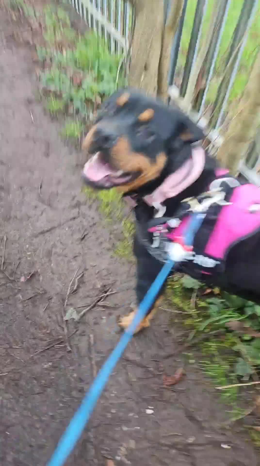 Rottweiler dogs for sale: Rottweiler 7 months in Warrington - Video 1