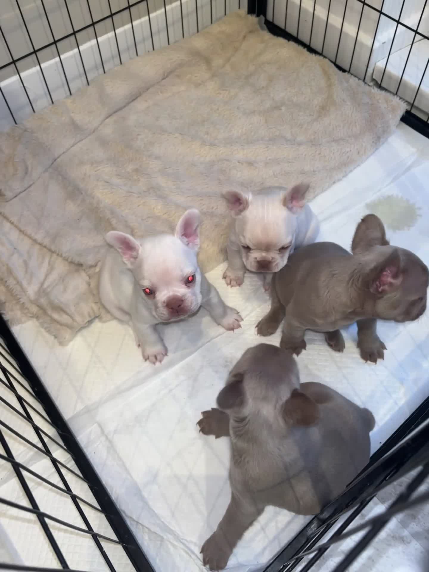 French Bulldog dogs for sale: Stunning French Bulldog Puppies – Family Raised in Durham - Video 3