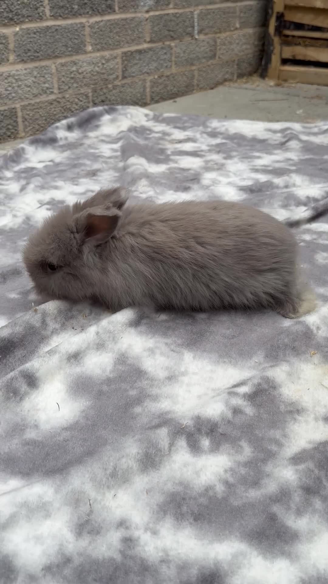 Angora rabbits for sale: Angora collection Ready - Video 2