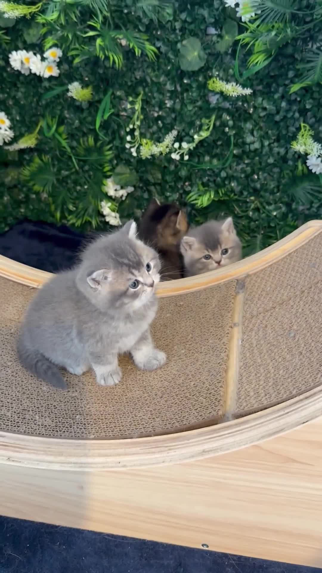 Scottish Fold cats for sale: Gorgeous Scottish Fold/Straigt Kittens 🥇 - Video 3