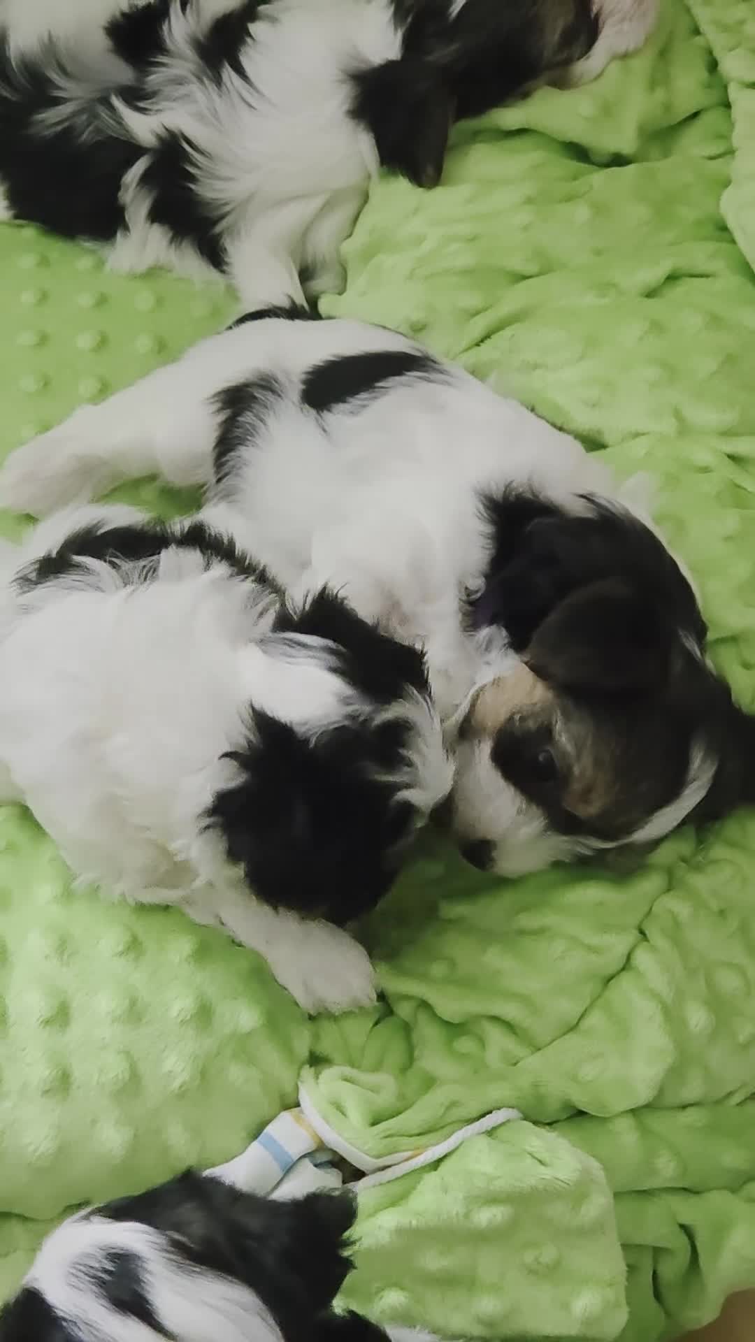 Biewer Terrier dogs for sale: READY TO GO Girl  Beautiful Biewer Terriers - Video 1