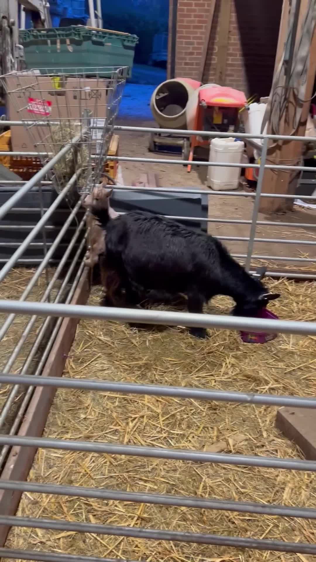 Goats livestock for sale: Pigmy goat kids for sale - Video 1