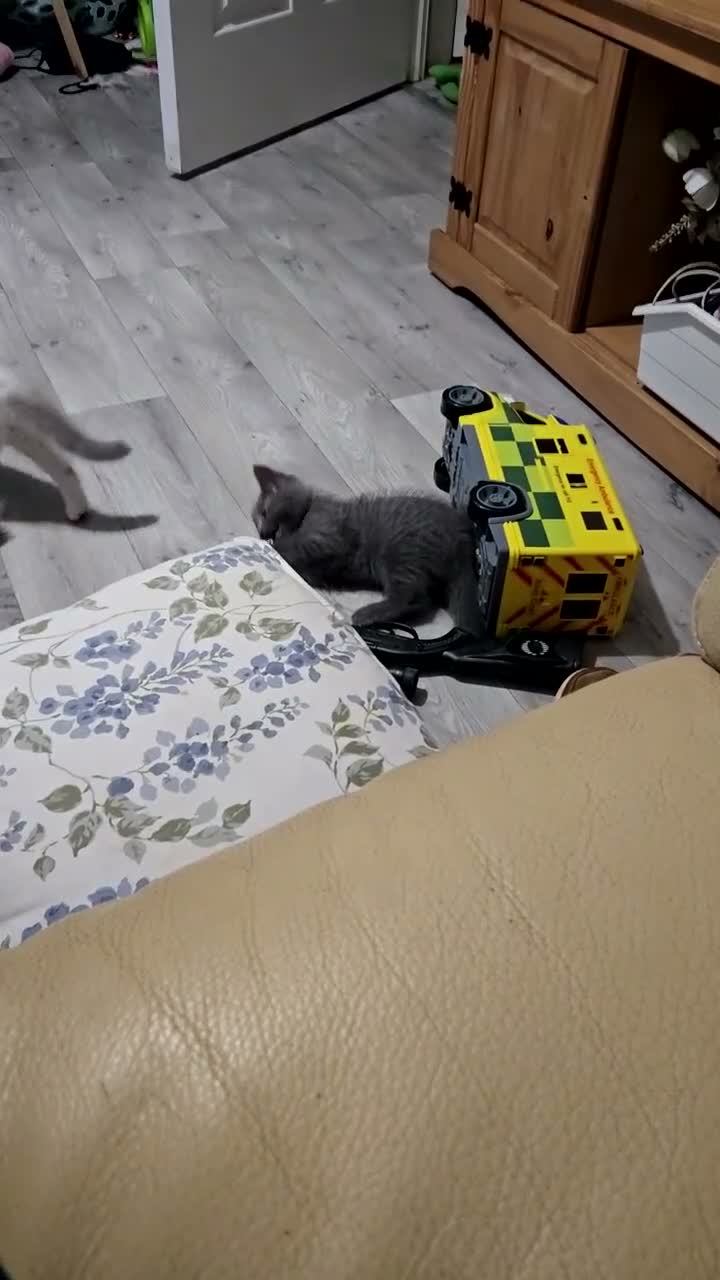 Mixed Breed cats for sale: Two Kittens Ragdoll Cross in Sunderland - Video 1