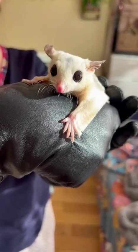 Sugar Glider rodents for sale: ✨ EXCEPTIONAL SUGAR GLIDER CLAN  - Video 1