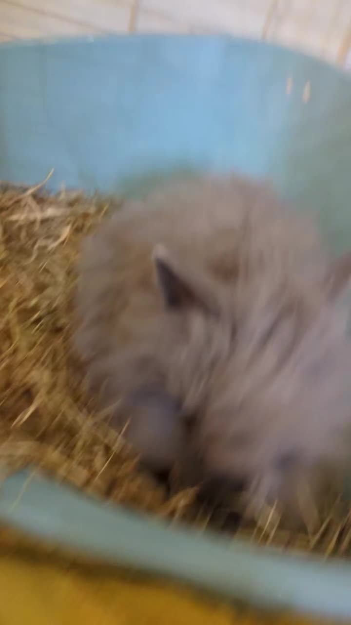 Lionhead rabbits for sale: Female mini double lionhead  - Video 1