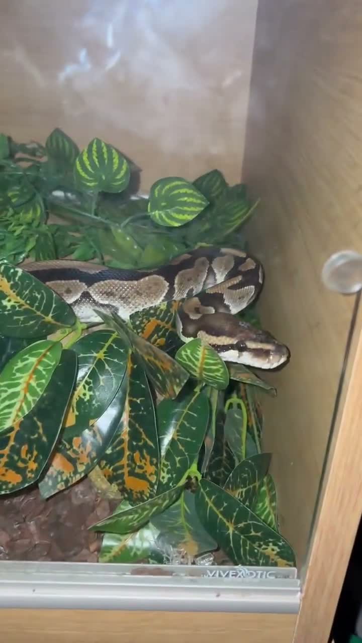 Python Snake reptiles for sale: Friendly python for sale with enclosure  - Video 1