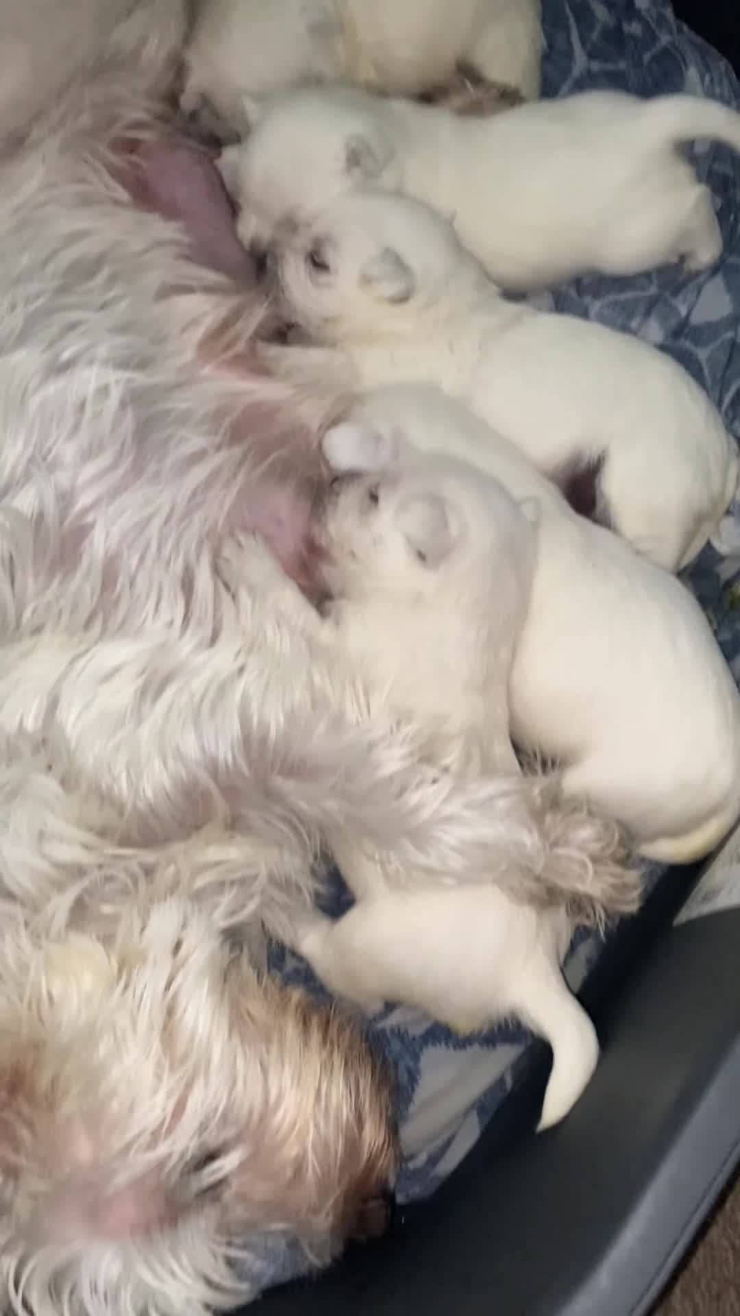 West Highland Terrier dogs for sale: Westie pups - Video 2