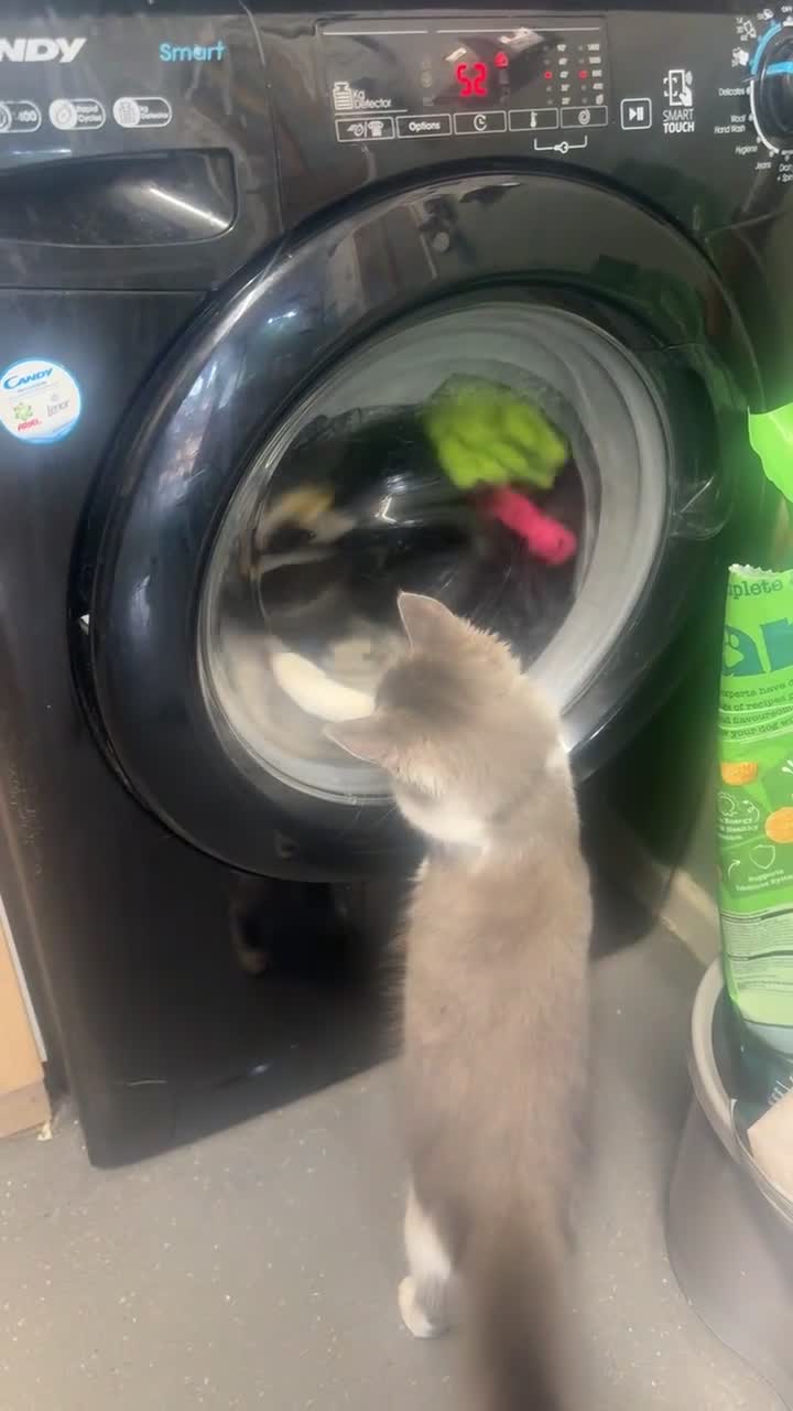 Mixed Breed cats for sale: Male cat  in Ashbourne - Video 1