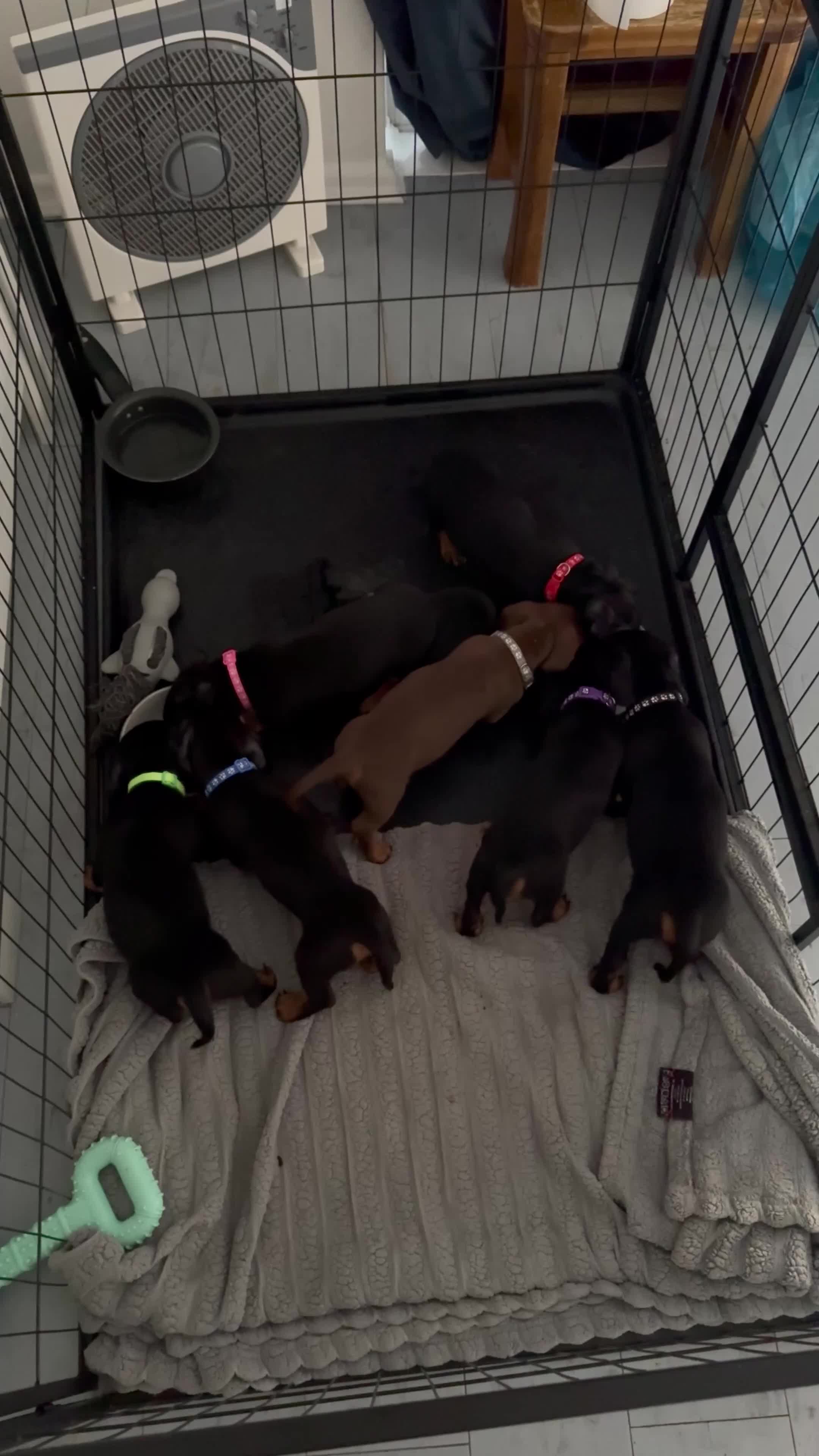 Dachshund dogs for sale:  DACHSHUND PUPPIES!! BEAUTIFUL AND HEALTHY - Video 1