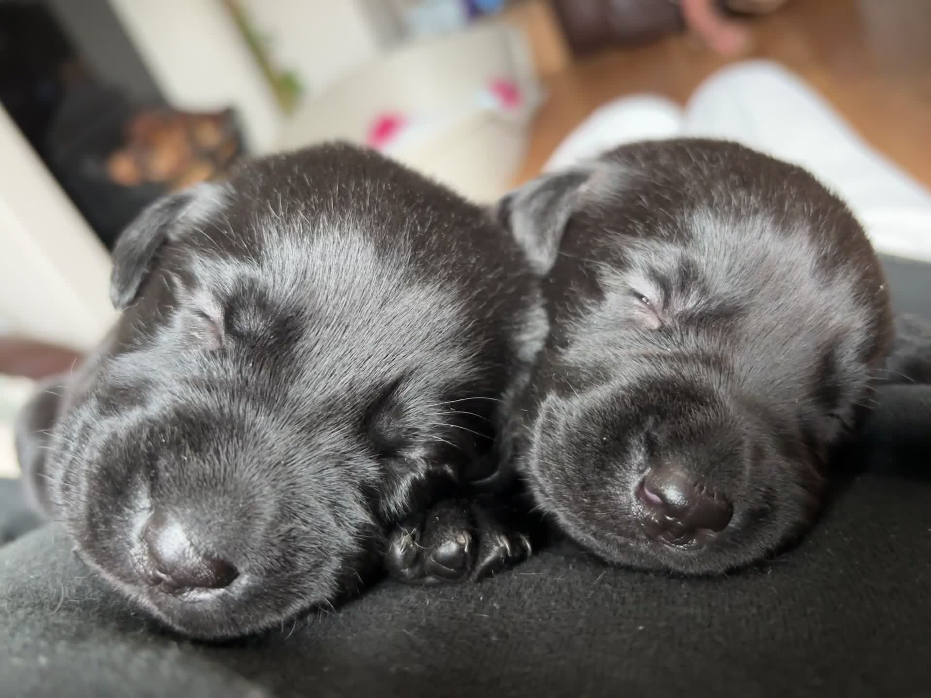 Labrador Retriever dogs for sale: 9 Beautiful Labrador Puppies For Sale  - Video 3