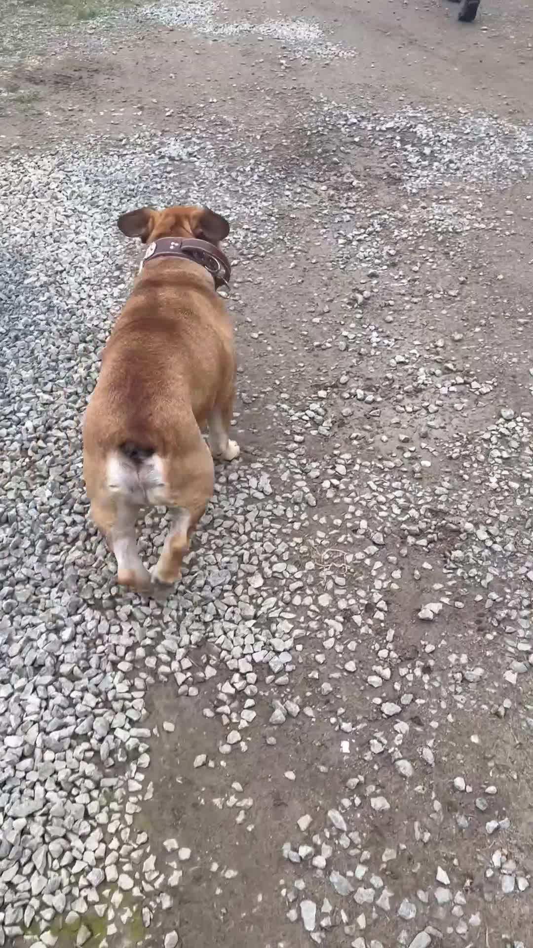 Mixed Breed dogs for sale: Change in circumstances forces sale  in Weston-super-Mare - Video 1