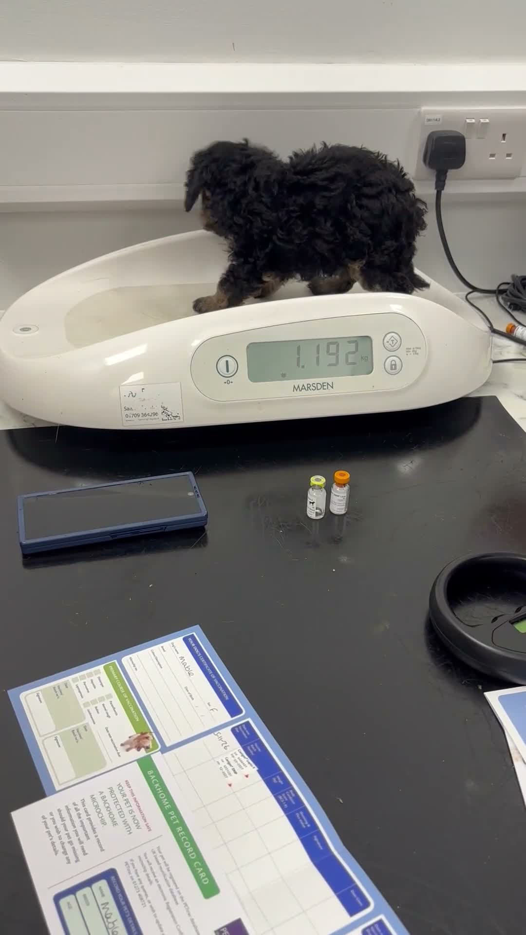 Toy Poodle dogs for sale: 3 Pedigree TOY POODLE GIRLS -ready now in Cheshire - Video 3