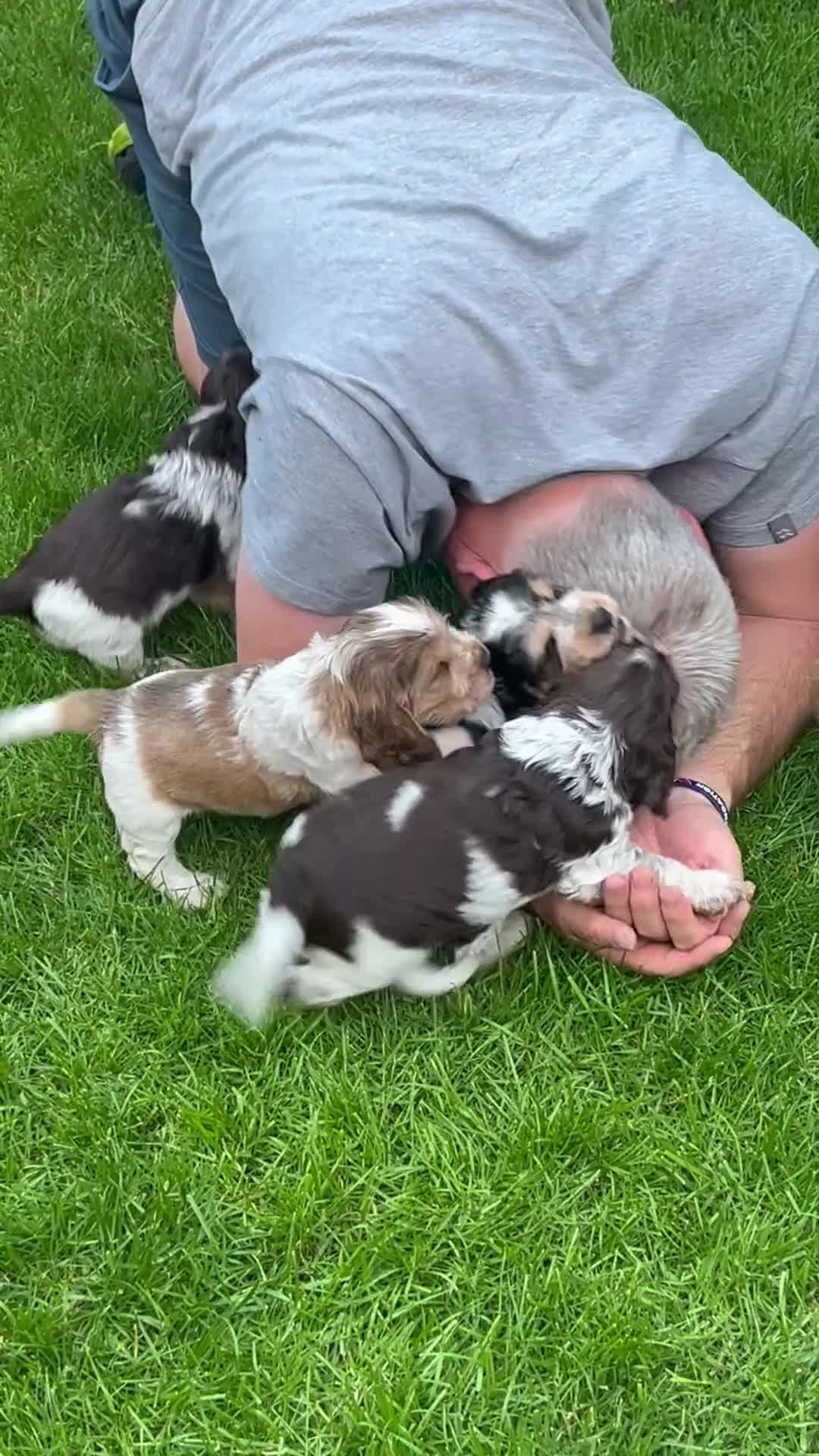 Cocker Spaniel dogs for sale: KC English Cocker Male Puppy - Video 1