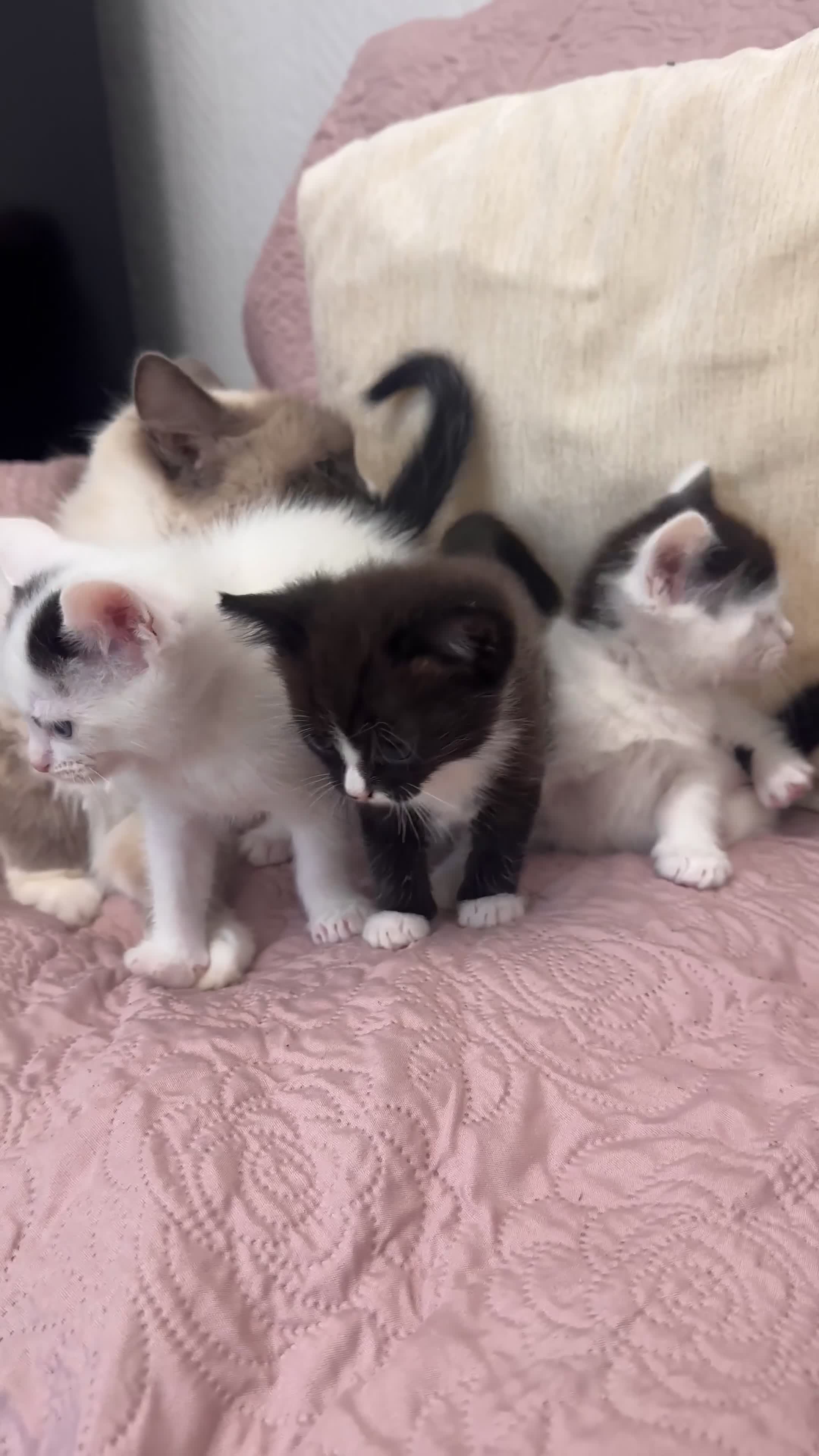 Ragdoll cats for sale: ✨ Three Gorgeous Long-Haired Ragdoll Mix Kittens ✨ - Video 1