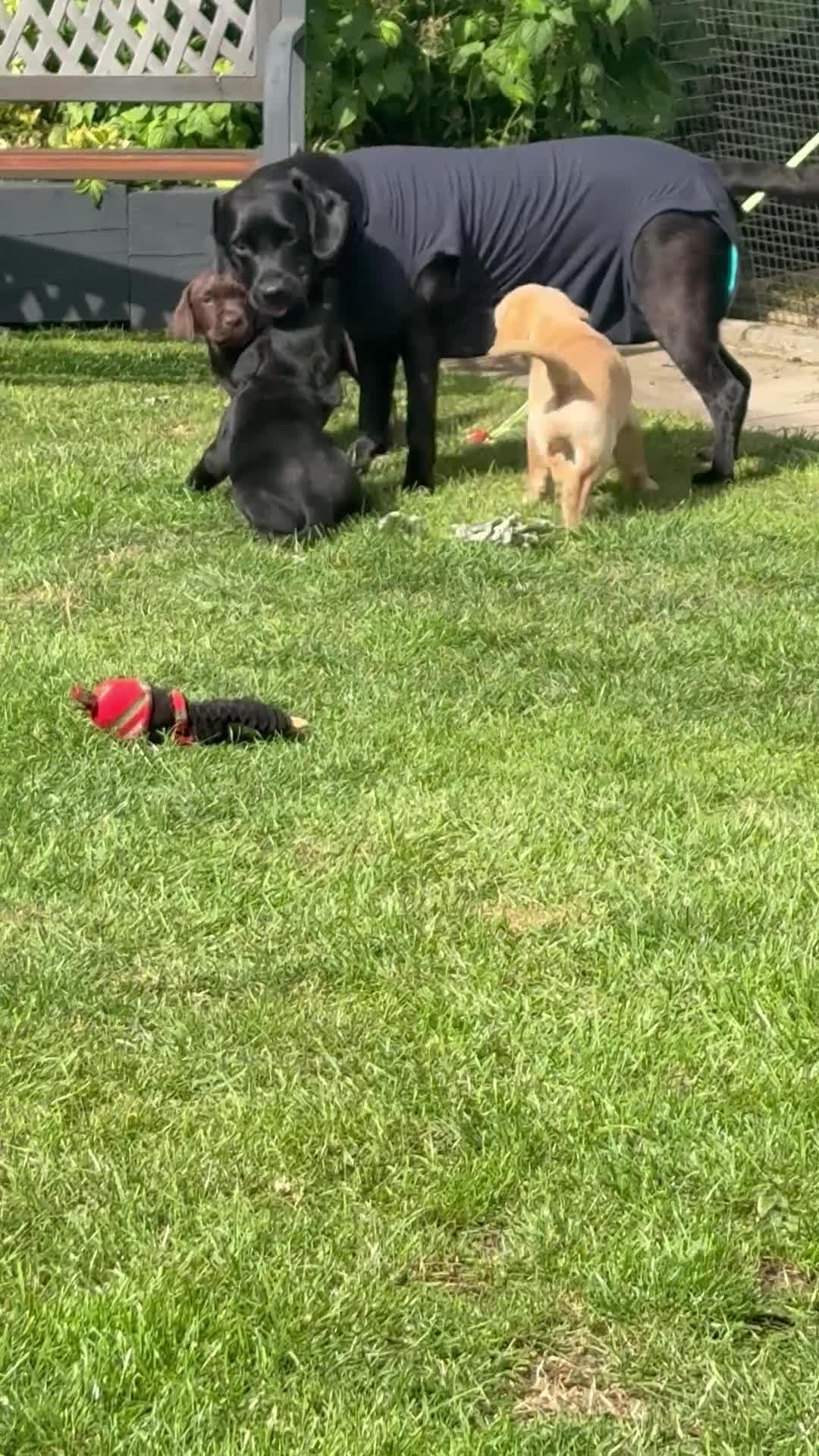 Labrador Retriever dogs for sale: KC Registered Lab pups ready for reserving - Video 1