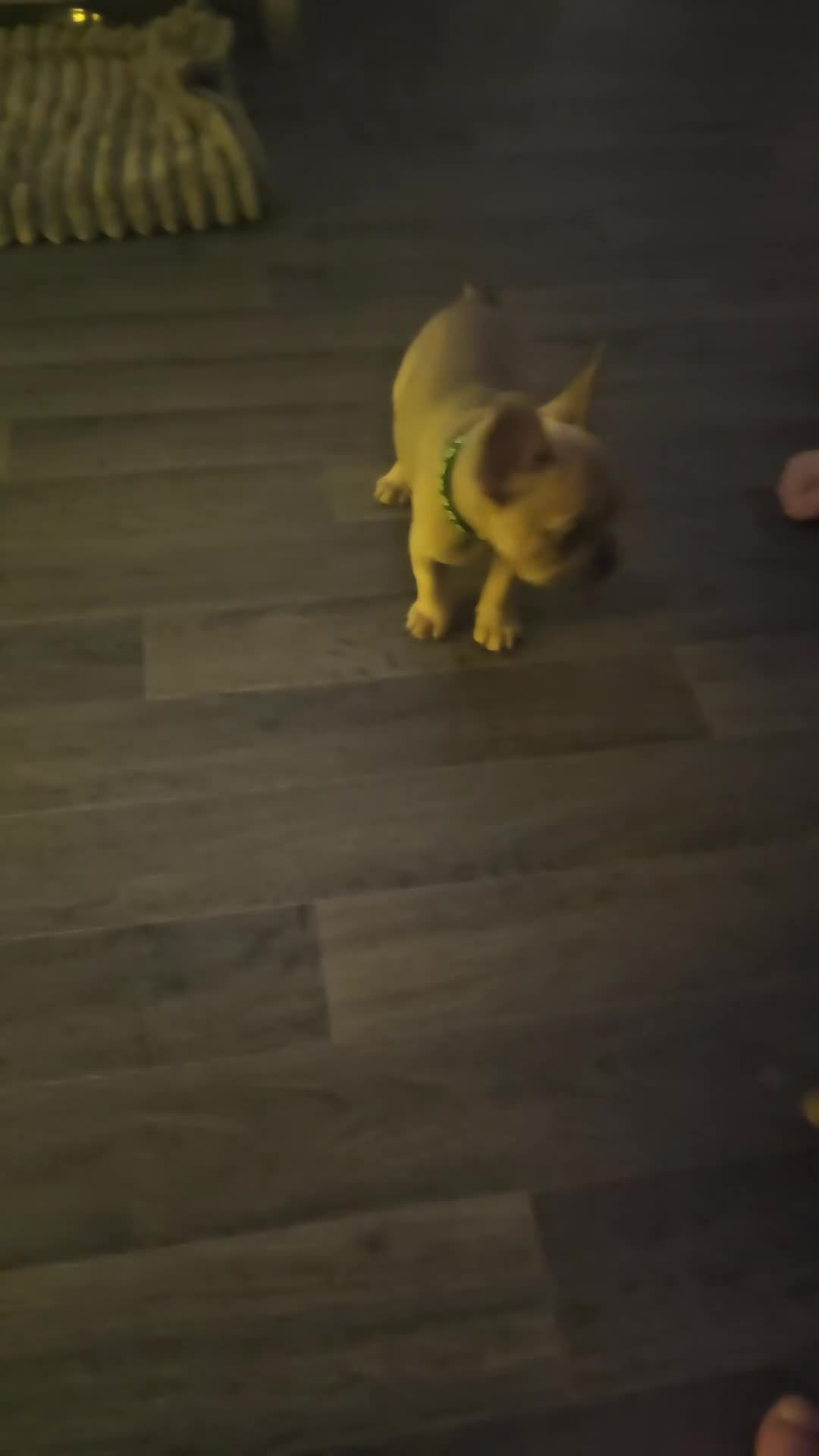 French Bulldog dogs for sale: Pure breed French bulldogs  - Video 1