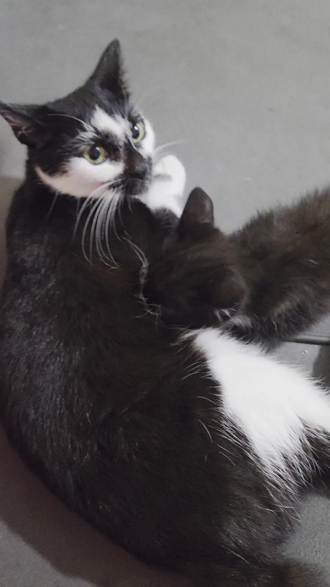Mixed Breed cats for sale: Mixed breed kitten male - Video 1