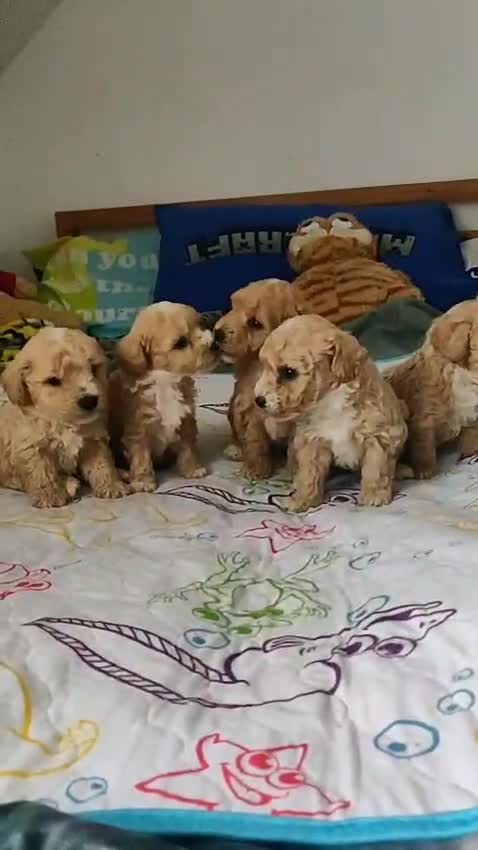 Maltipoo dogs for sale: 5 Adorable Maltipoo Puppies Looking for new homes - Video 1