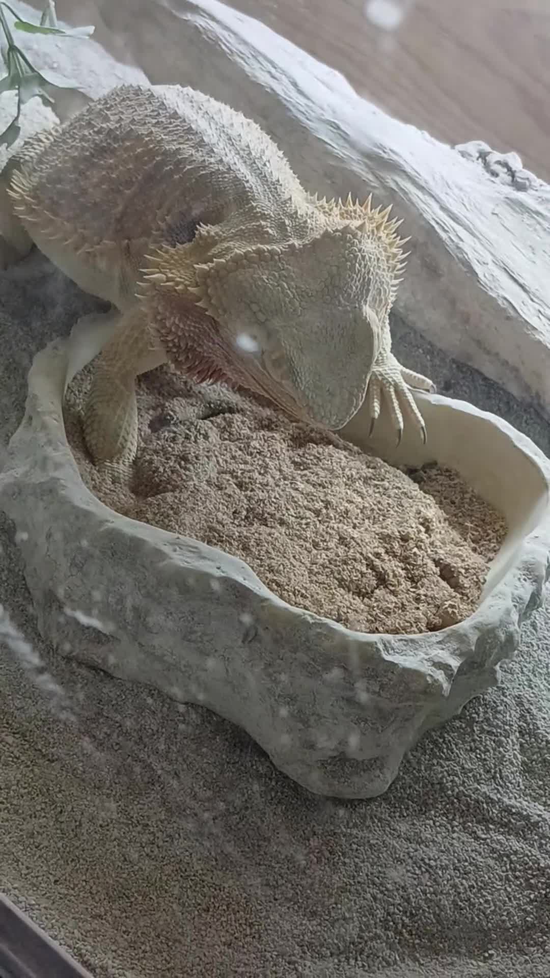 Bearded Dragon reptiles for sale: beardie in Southport - Video 1