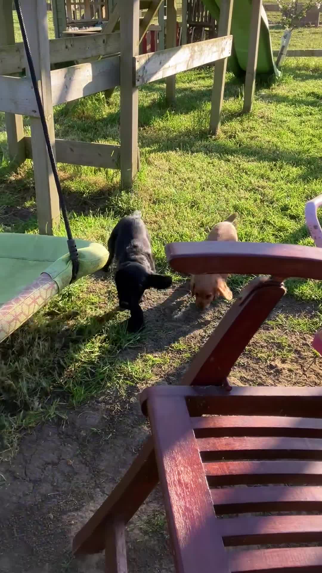 Cocker Spaniel dogs for sale: Legally docked cockers  - Video 2