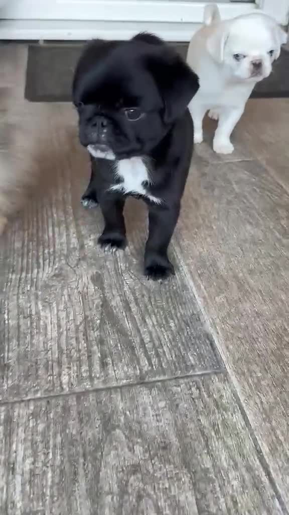 Pug dogs for sale: Beautiful Exotic Pug Puppies - Video 2